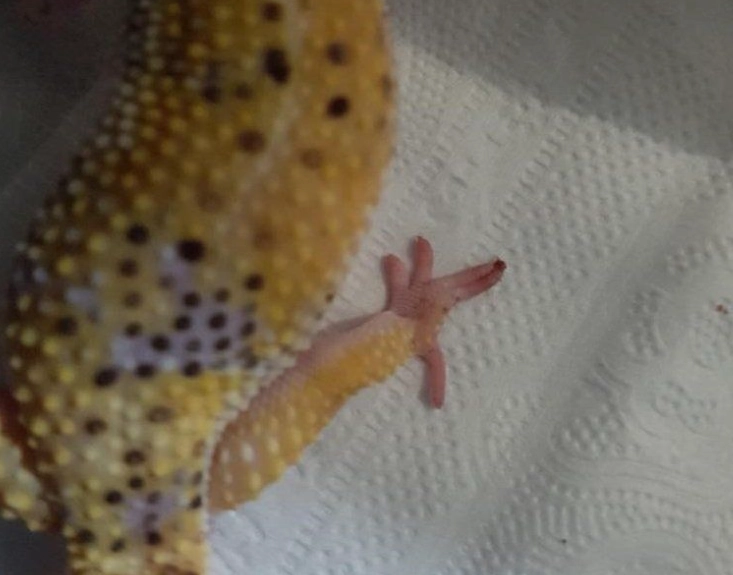 reptile foot care