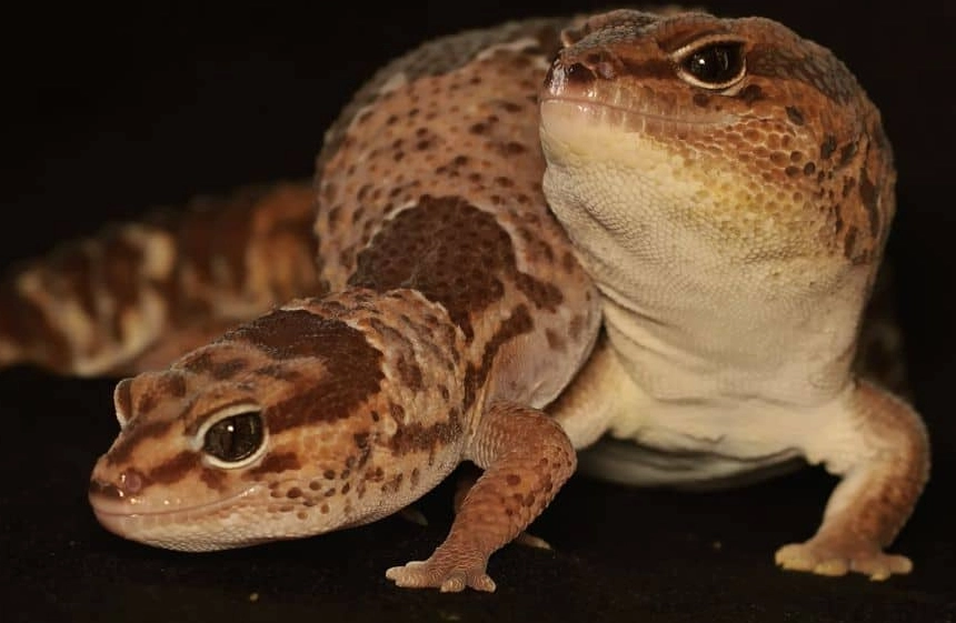 fat tailed gecko tank mate fat tailed gecko tank mate