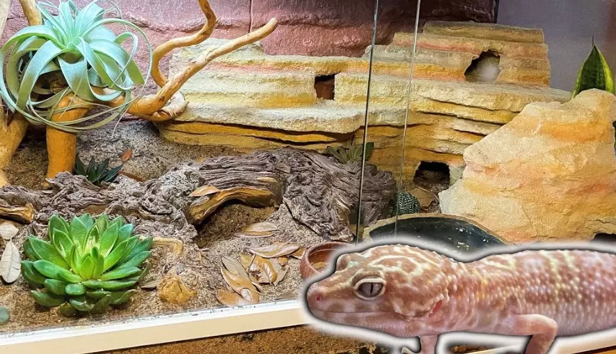 White leopard gecko tank setup