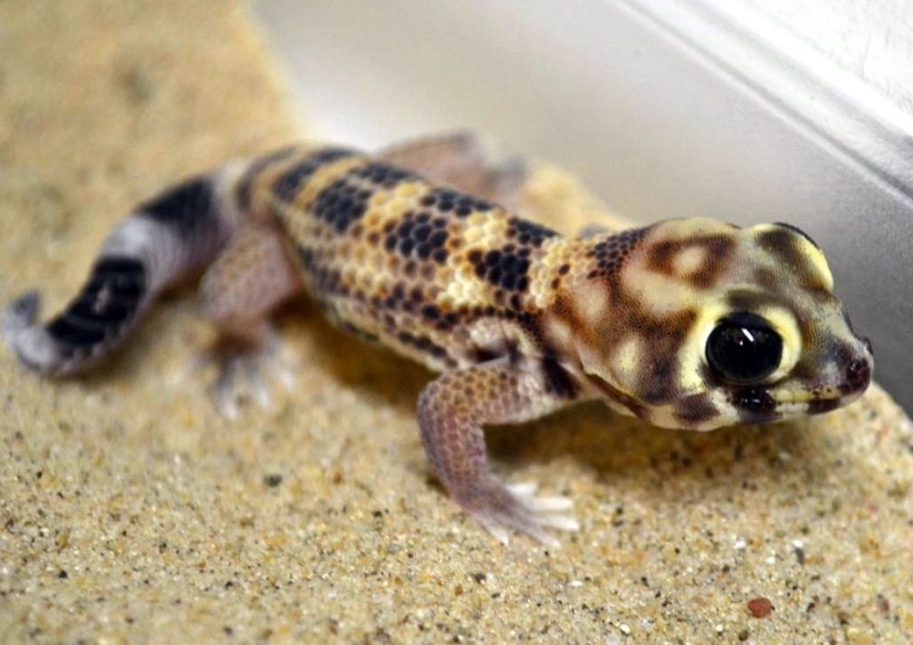 Are frog-eyed geckos good pets?