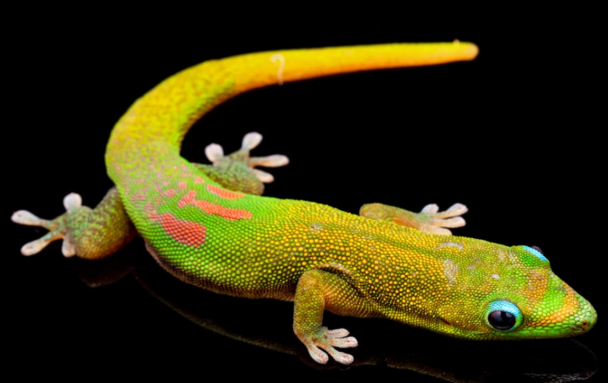 gold dust day gecko size gold dust day gecko size