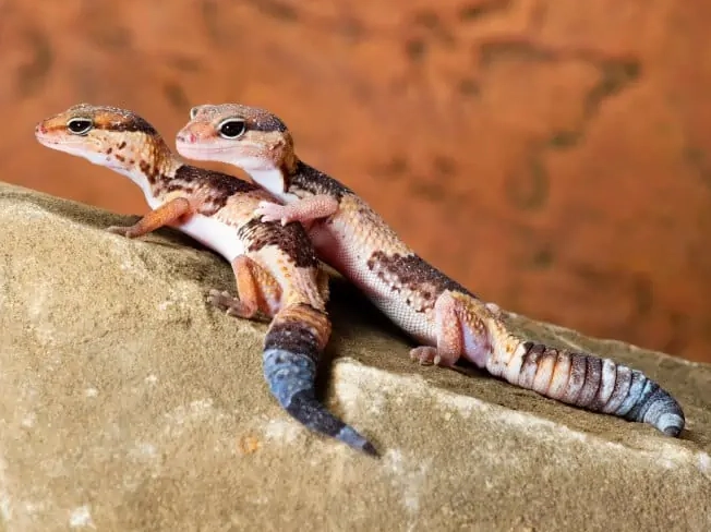 can fat tailed geckos live together can fat tailed geckos live together