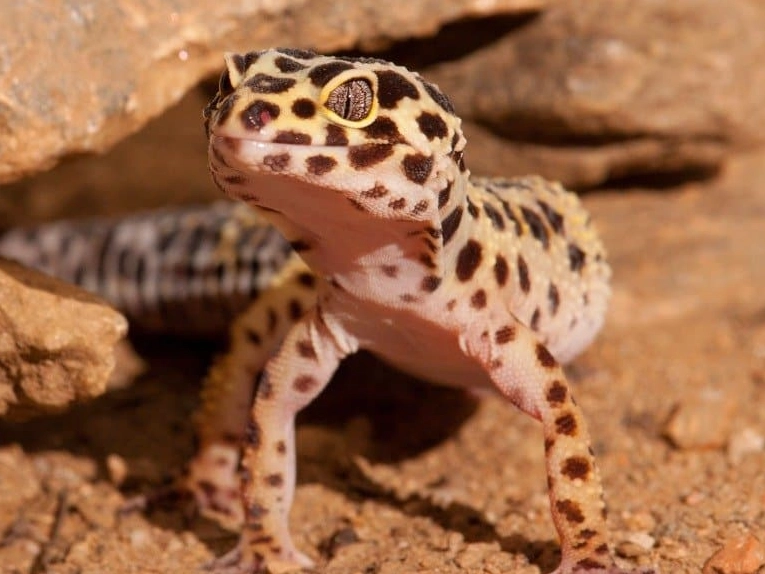 how big do leopard geckos get