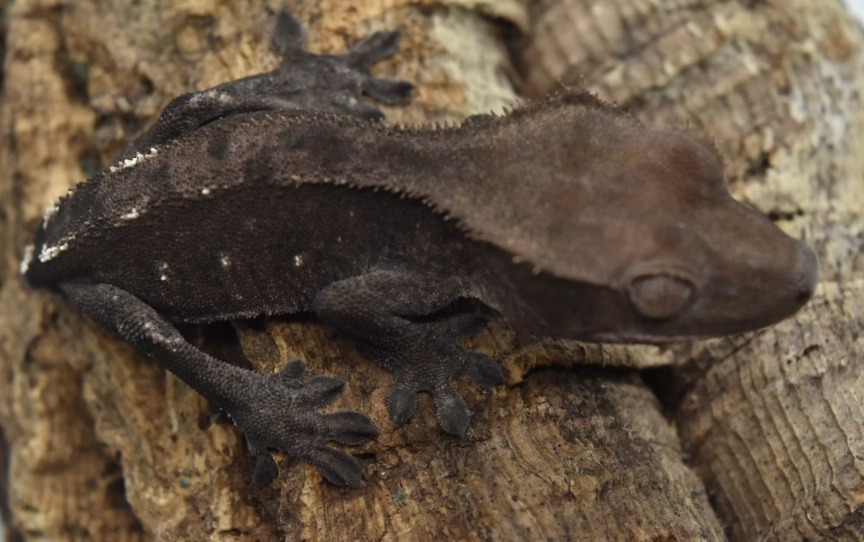 axanthic gecko care axanthic gecko care