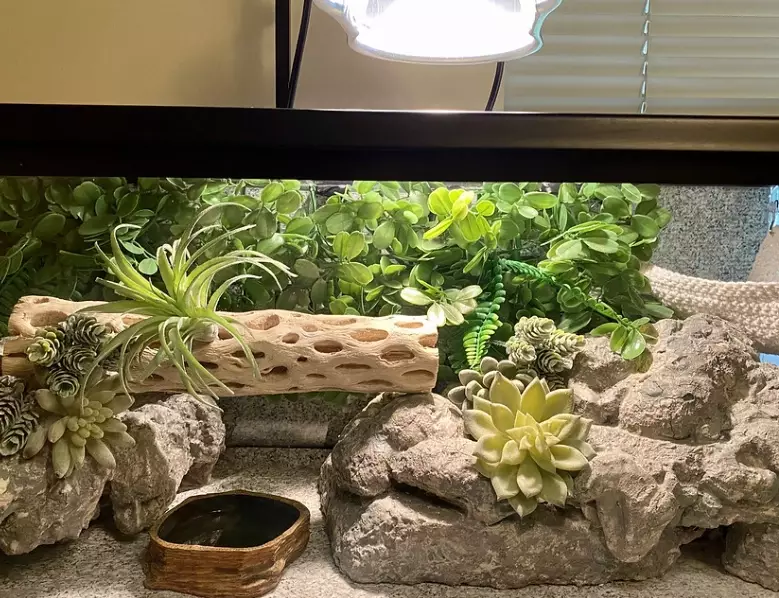 leopard gecko habitat leopard gecko habitat