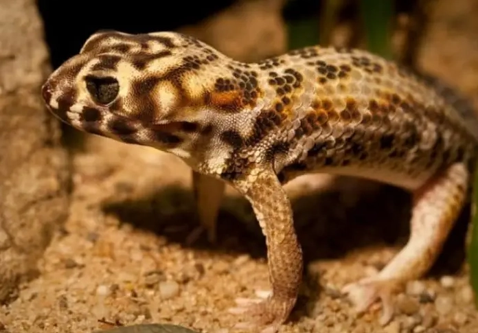 frog-eyed gecko care