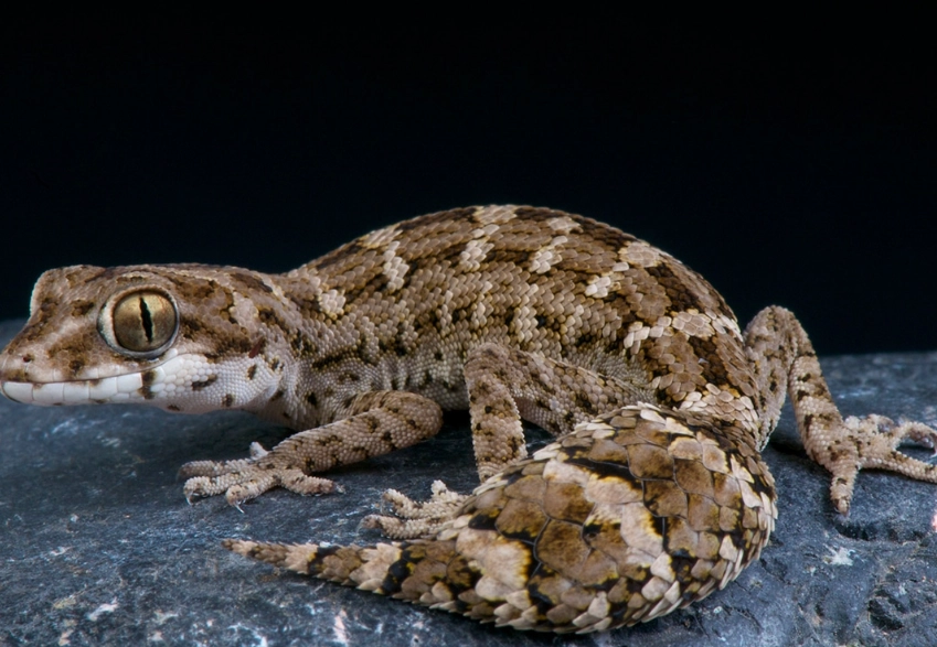 fat tailed gecko tank mate fat tailed gecko tank mate