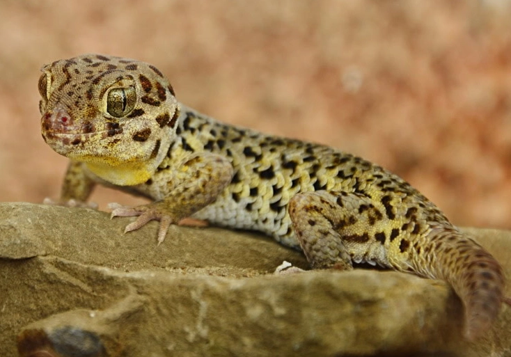 are frog-eyed geckos good pets