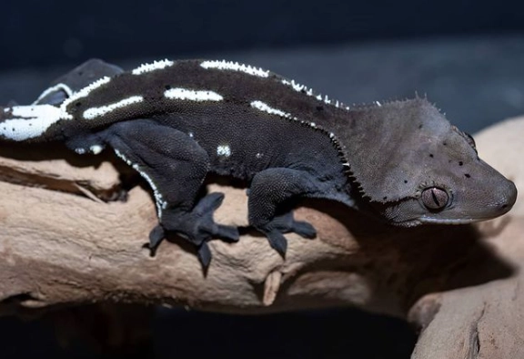 axanthic gecko price axanthic gecko price