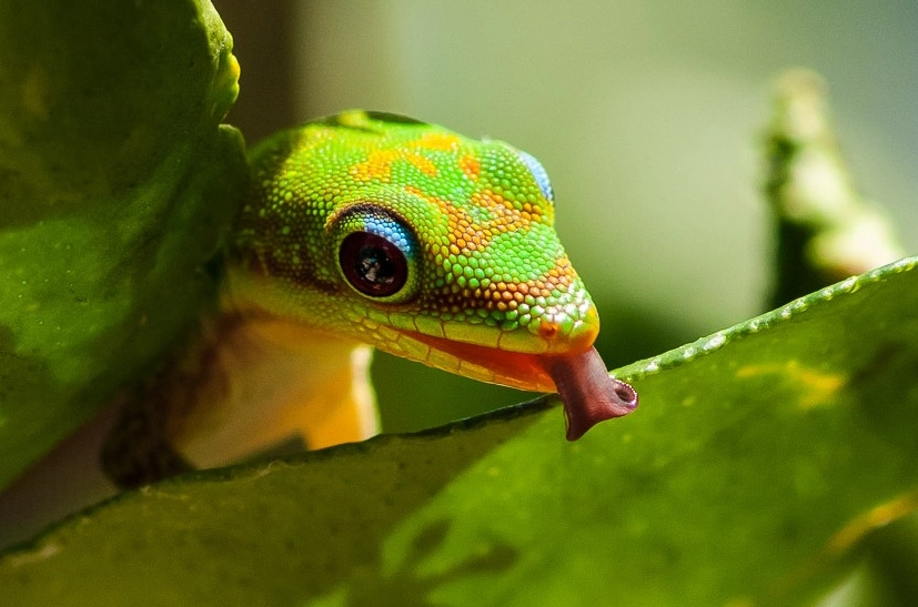 phelsuma laticauda size phelsuma laticauda size