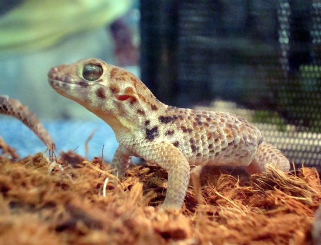 terrascape gecko