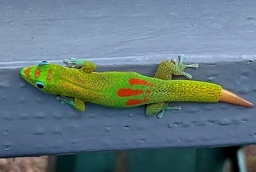 phelsuma laticauda size phelsuma laticauda size