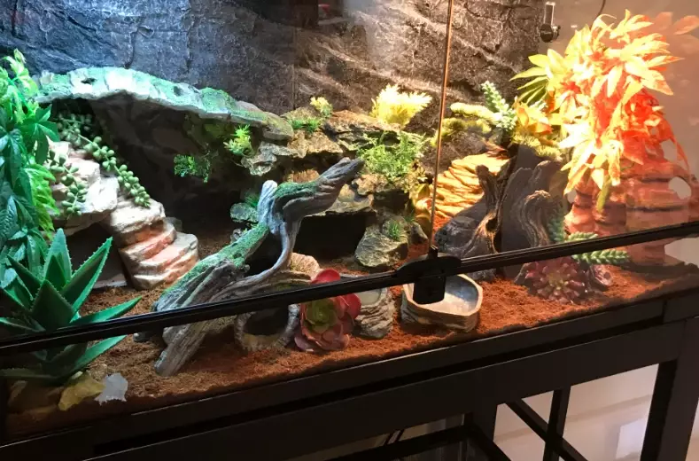 white leopard gecko care white leopard gecko care