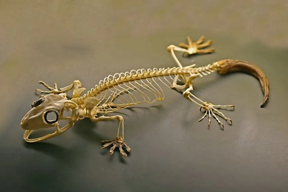 leopard gecko anatomy