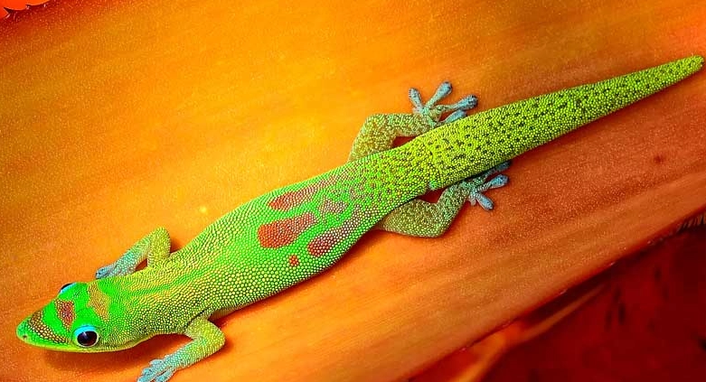 how big do gold dust day geckos get how big do gold dust day geckos get