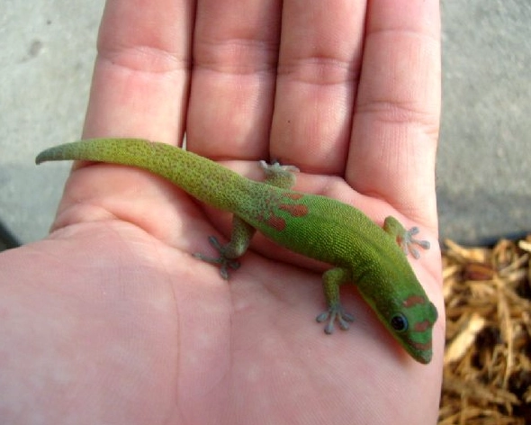 gold dust day gecko sexing