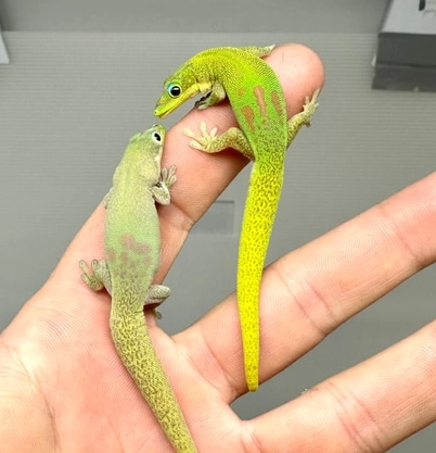 gold dust day gecko male vs female