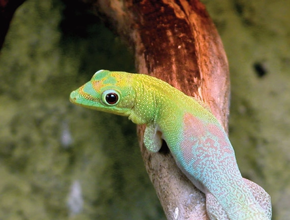 male vs female gold dust day gecko