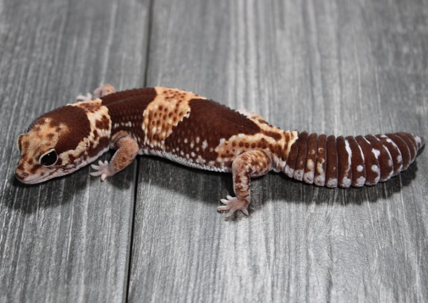 can fat tailed geckos live together can fat tailed geckos live together