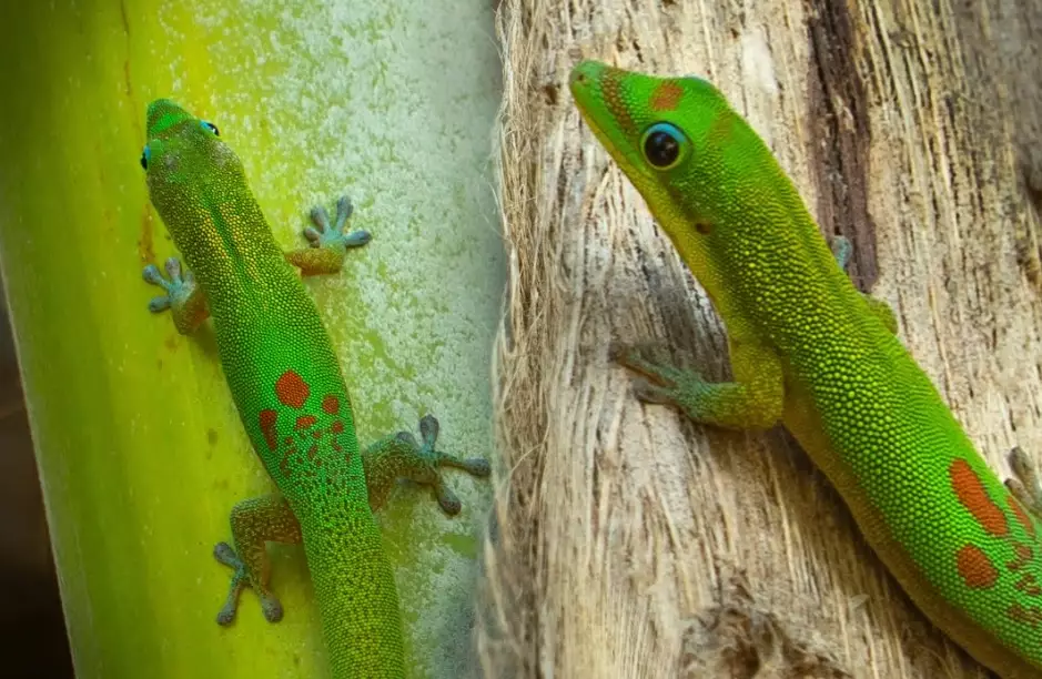 Gold dust day gecko male vs female
