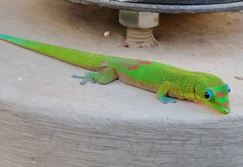 gold dust day gecko size gold dust day gecko size