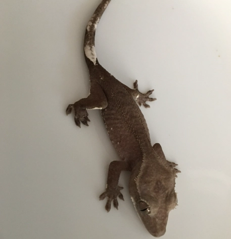 leopard gecko axanthic leopard gecko axanthic