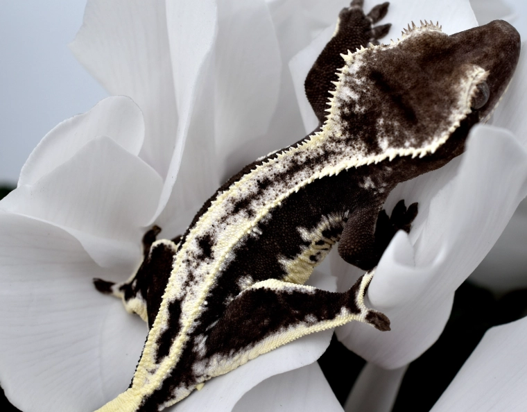 axanthic gecko price axanthic gecko price