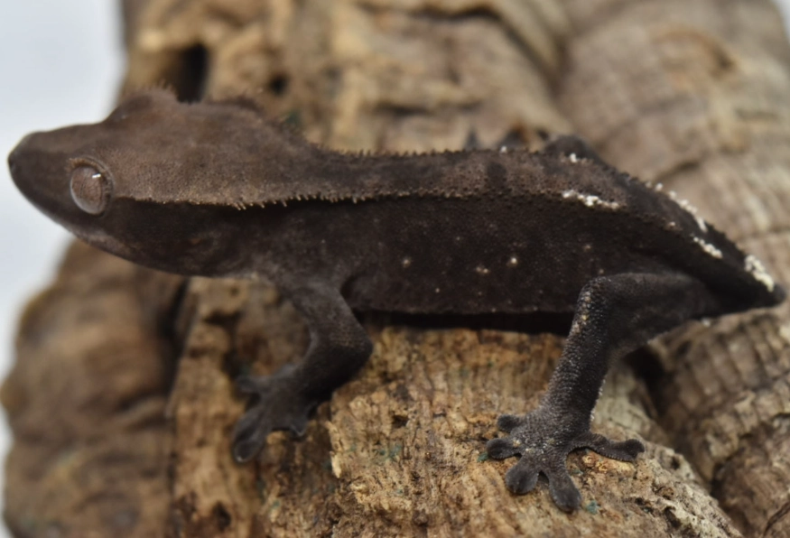leopard gecko axanthic leopard gecko axanthic