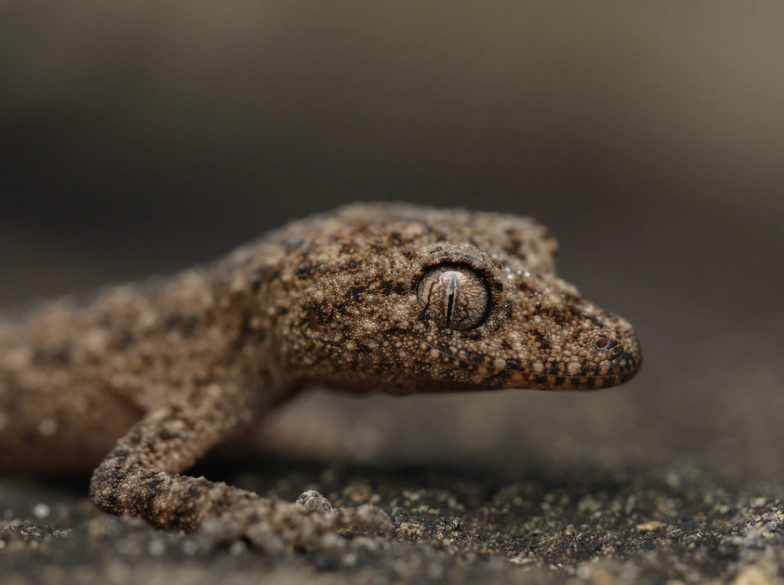 Broad-tailed gecko