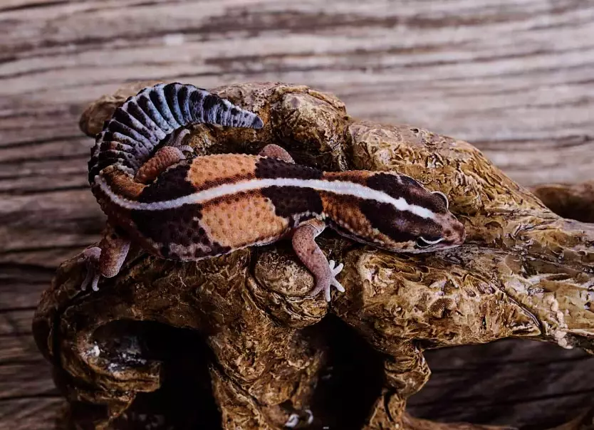 fat-tailed gecko habitat fat-tailed gecko habitat