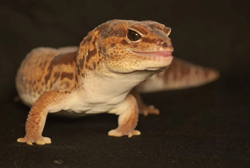 fat-tailed gecko care fat-tailed gecko care