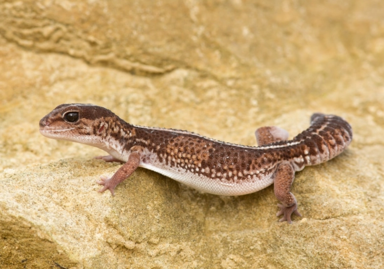 African fat-tailed gecko African fat-tailed gecko