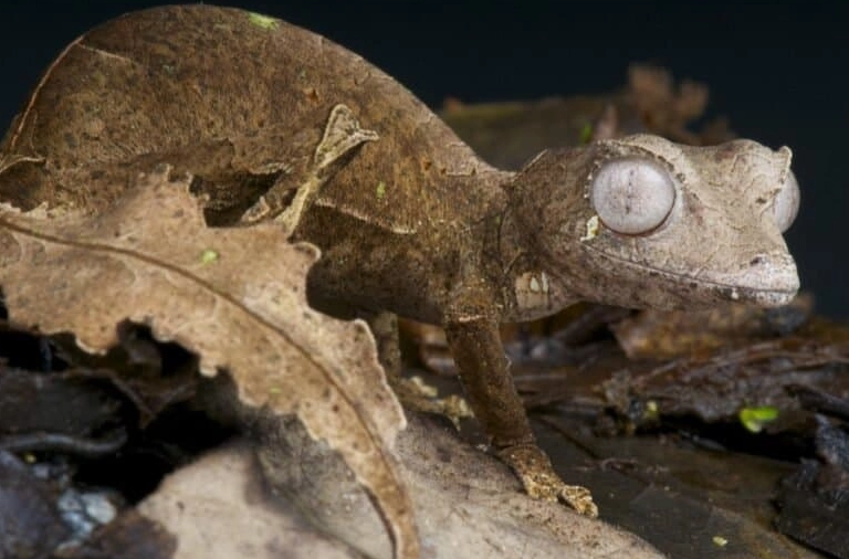 Uroplatus care Uroplatus care
