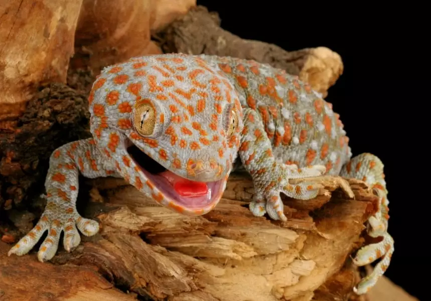 giant gecko bite safety giant gecko bite safety