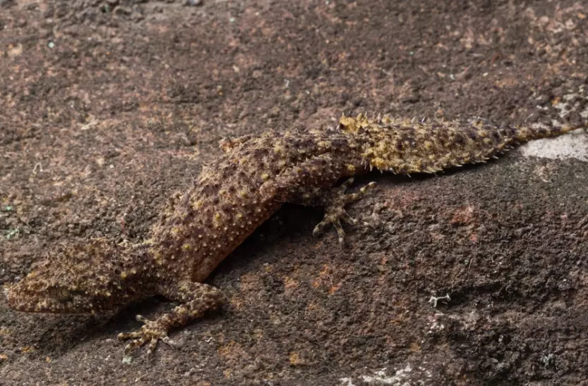 South African gecko species