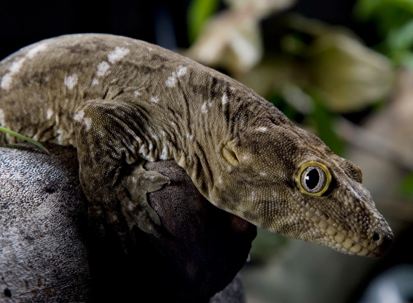 giant gecko venomous giant gecko venomous