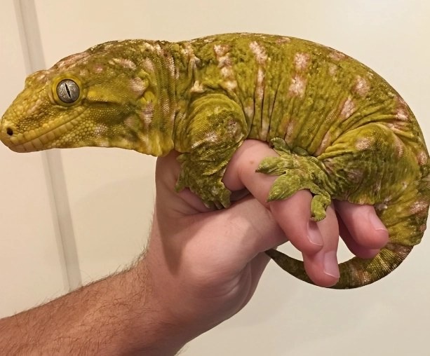 leachianus gecko size