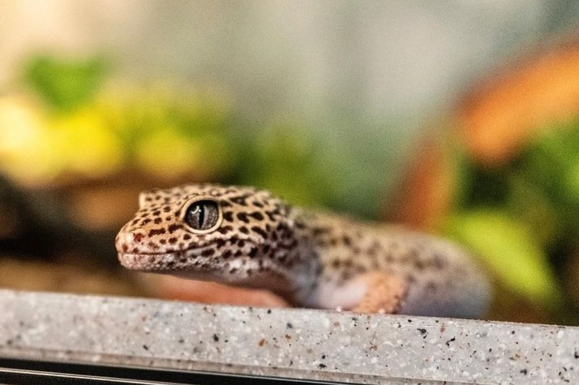 leopard gecko morphs leopard gecko morphs