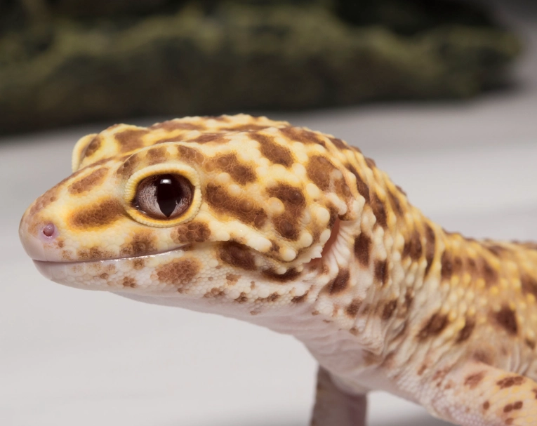 What happens if I get bitten by a gecko?