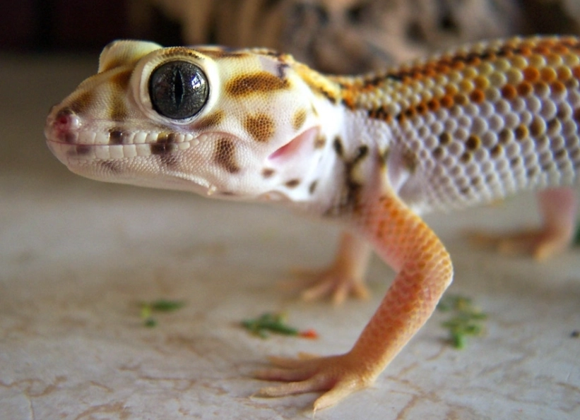 teratoscincus scincus care