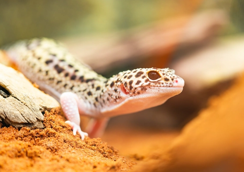 white leopard gecko care white leopard gecko care