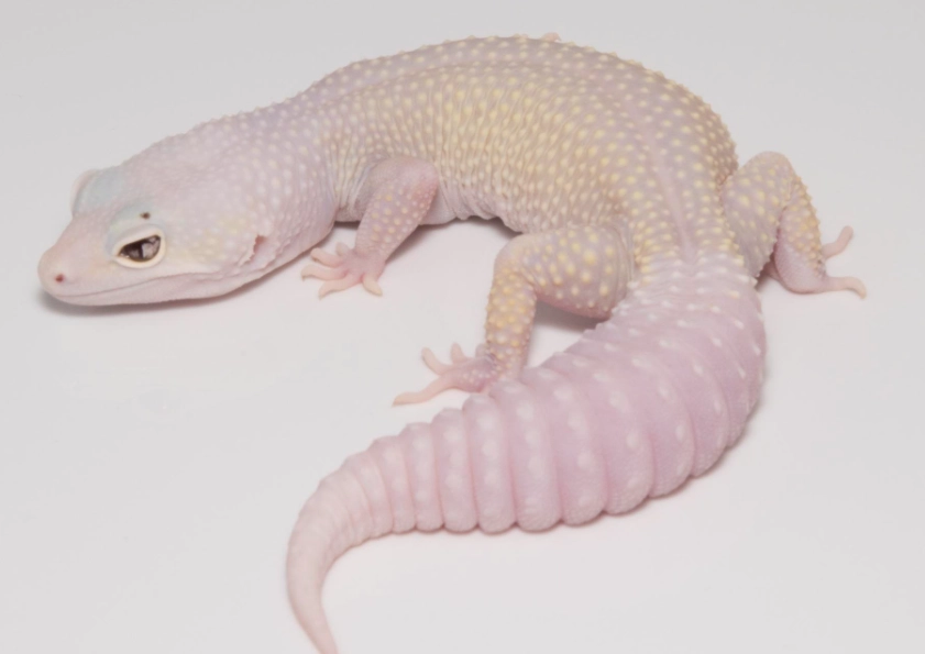 leopard gecko morphs leopard gecko morphs