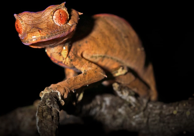 rare gecko species rare gecko species