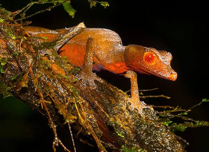 Uroplatus care Uroplatus care