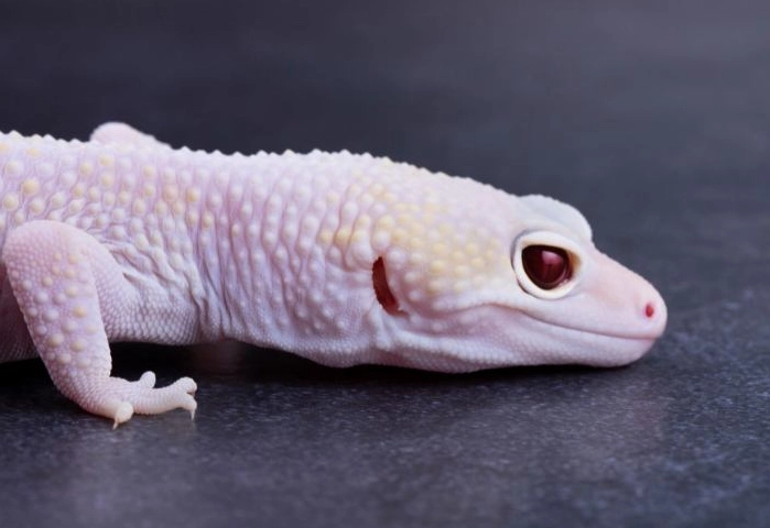 pet gecko habitat setup pet gecko habitat setup