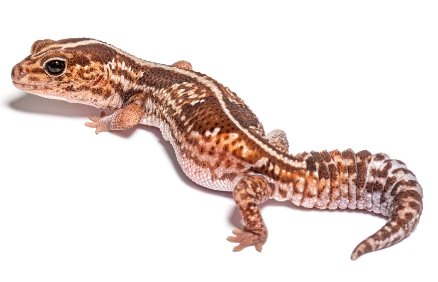 fat-tailed gecko habitat fat-tailed gecko habitat