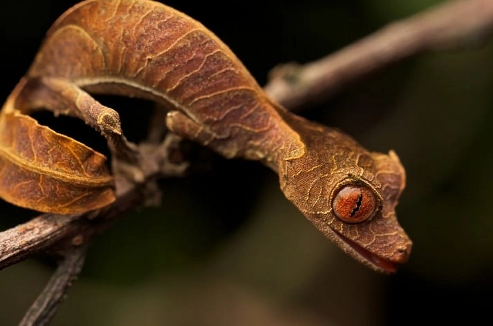 Leaf tailed gecko red