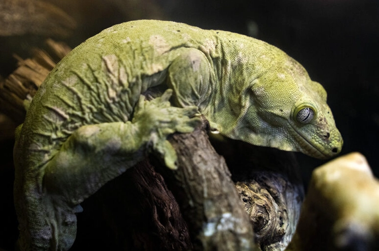 giant gecko venomous giant gecko venomous