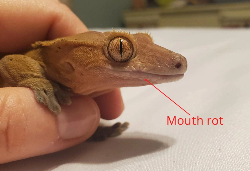 gecko bite treatment