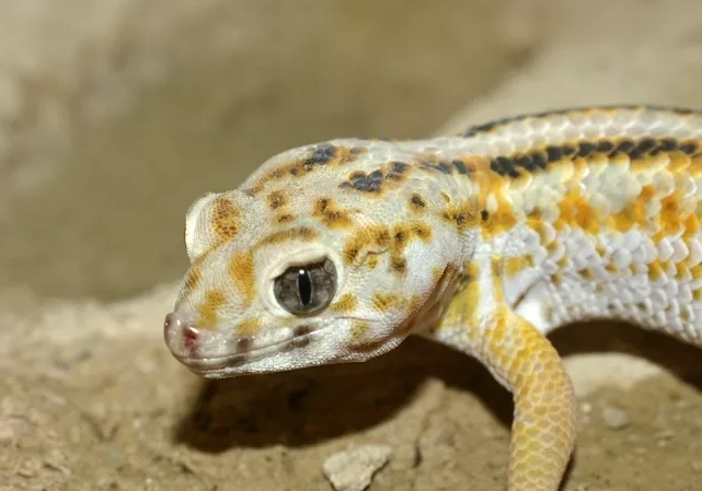 teratoscincus scincus care